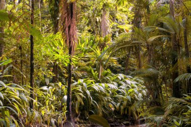 Avustralya, FNQ 'nun Cairns bölgesindeki vahşi doğa ormanı bir orman macerası için mükemmel. Bu tropikal cennette yoğun yağmur ormanlarını, yemyeşil alanları ve engebeli arazileri keşfedin.