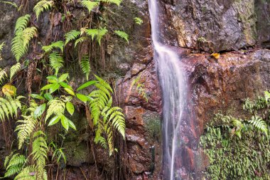 Avustralya, FNQ 'nun Cairns bölgesindeki vahşi doğa ormanı bir orman macerası için mükemmel. Bu tropikal cennette yoğun yağmur ormanlarını, yemyeşil alanları ve engebeli arazileri keşfedin.