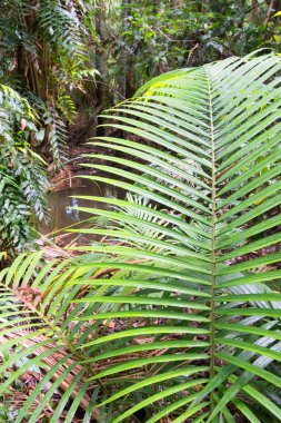 Cairns 'in kuzeyindeki bataklık kıyı ormanı, FNQ, Avustralya. Bu eşsiz manzara, kıyı şeridi boyunca zengin ve canlı bir ekosistem oluşturan mangrovları, sulak alanları ve çeşitli vahşi yaşamı barındırır.