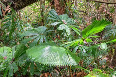 Cairns 'in kuzeyindeki bataklık kıyı ormanı, FNQ, Avustralya. Bu eşsiz manzara, kıyı şeridi boyunca zengin ve canlı bir ekosistem oluşturan mangrovları, sulak alanları ve çeşitli vahşi yaşamı barındırır.