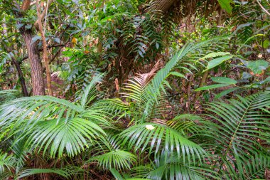 Cairns 'in kuzeyindeki bataklık kıyı ormanı, FNQ, Avustralya. Bu eşsiz manzara, kıyı şeridi boyunca zengin ve canlı bir ekosistem oluşturan mangrovları, sulak alanları ve çeşitli vahşi yaşamı barındırır.