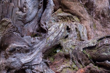 Springbrook Ulusal Parkı, Queensland, Avustralya 'da nefes kesici bir manzara. Bereketli yağmur ormanlarının ve vahşi akarsuların tadını çıkarın. Huzurlu ve canlı bir doğal manzara yaratın. Keşif ve rahatlama için mükemmel.