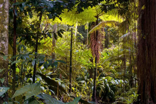 stock image wilderness jungle landscape in the Cairns region of FNQ, Australia, perfect for a bushwalking adventure. Discover dense rainforests, lush greenery, and rugged terrain in this tropical paradise