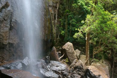 Black Fellow Falls, Springbrook Ulusal Parkı, Queensland, Avustralya
