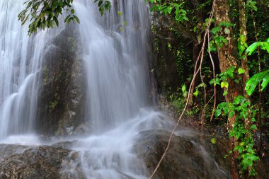 Orman Şelalesi, Queensland, Avustralya