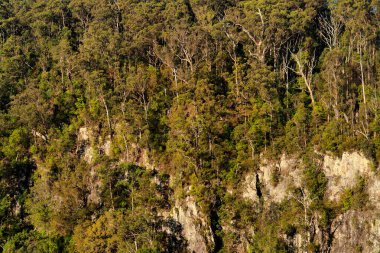 Bahar çayı Milli Parkı, queensland, Avustralya