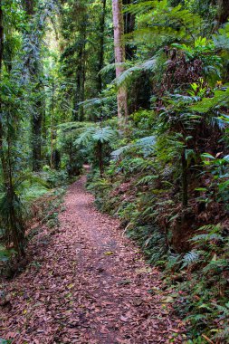 Aborjin Kaya Sanatı, Kuzey Bölgesi, Avustralya