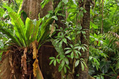 Aborjin Kaya Sanatı, Kuzey Bölgesi, Avustralya