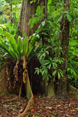 Aborjin Kaya Sanatı, Kuzey Bölgesi, Avustralya