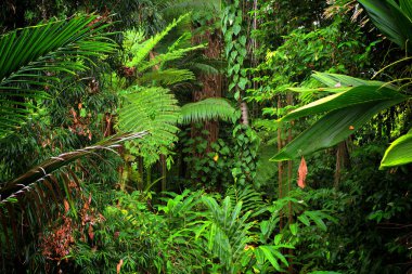 Yağmur Ormanı Manzarası, Queensland, Avustralya
