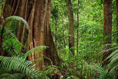 Daintree Milli Parkı, queensland, Avustralya