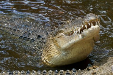 Tuzlu su timsahı, Queensland, Avustralya