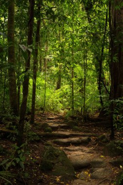 Yağmur Ormanları Yolu, Daintree Ulusal Parkı, Queensland, Avustralya