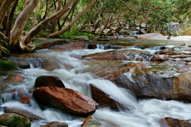 Kahlpahlim Rock Trail, dere ekibi, Dinden Ulusal Parkı, Queensland, Avustralya