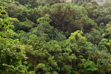 Kristal Şelaleler 'de yağmur ormanları, Redlynch Vadisi, Queensland, Avustralya