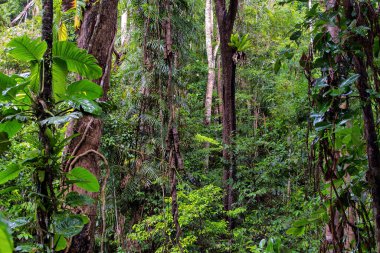 Yağmur ormanları penceresi, Queensland, Avustralya