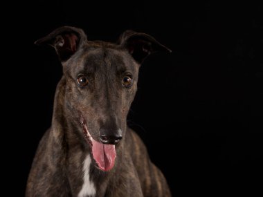 Bir tazının stüdyo portresi