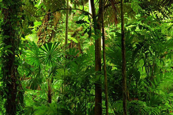 Selva Tropical Queensland Australia — Foto de Stock