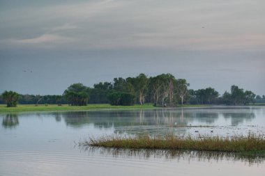 Water Billabong 'da Manzara, Kuzey Bölgesi, Avustralya