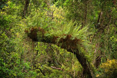 Yağmur Ormanları Penceresi, Uzak Kuzey Queensland, Avustralya