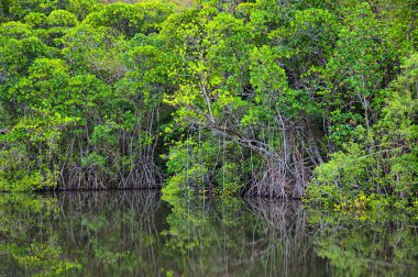 Mangrove Sahili, Queensland, Avustralya