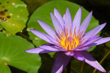 Avustralya 'nın Kuzey Queensland gölündeki Su Lilly