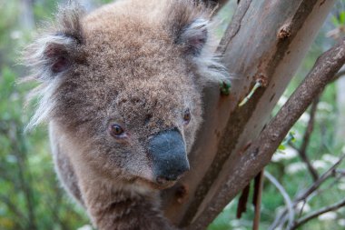 Koala vahşi doğada, Avustralya