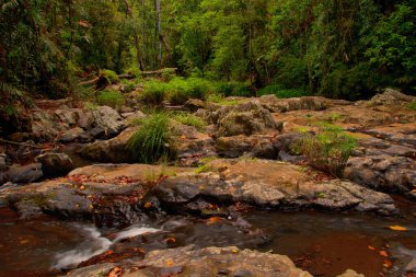 Avustralya 'nın Uzak Kuzey Queensland kentindeki yağmur ormanları geniş ve yoğun bir bitki örtüsü sergiliyor.