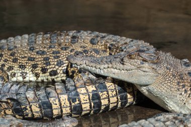 Tuzlu Su Timsahı Çiftliği, Queensland, Avustralya