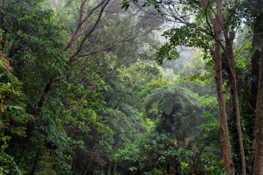 Yağmur ormanları, Kuzey Queensland. Avusturalya