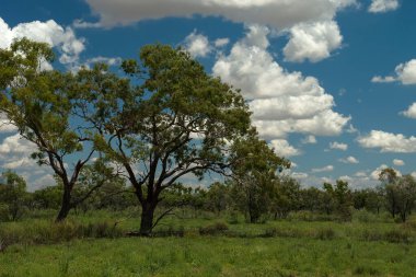 Outback Scenery, Queensland, Avustralya