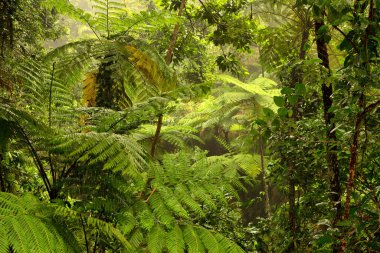 Yağmur Ormanları, Kuzey Queensland, Avustralya