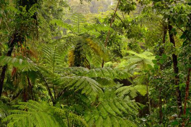 Morris Gölü yakınlarındaki yağmur ormanları, Queensland, Avustralya