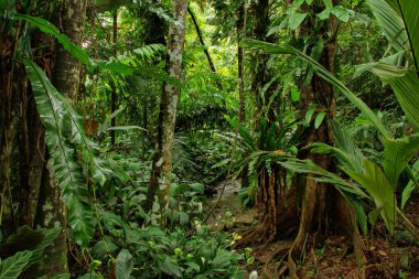 Tropikal Bahçe, Queensland, Avustralya