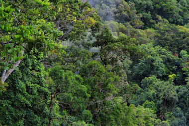 Morris Gölü 'nde yağmur ormanı, Queensland, Avustralya
