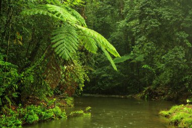Milla Milla 'daki yağmur ormanı deresi, Queensland, Avustralya