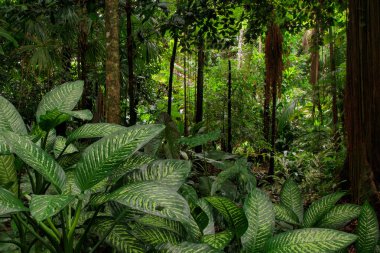 Orman manzaralı, Uzak Kuzey Queensland, Avustralya