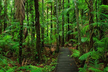 Orman İskelesi, Queensland, Avustralya