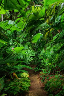 Tropikal Bahçe, Queensland, Avustralya