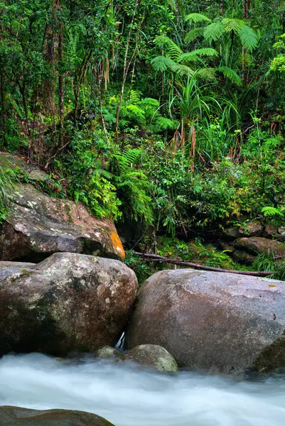 Josephine Falls yakınlarındaki yağmur ormanı deresi, Queensland, Avustralya