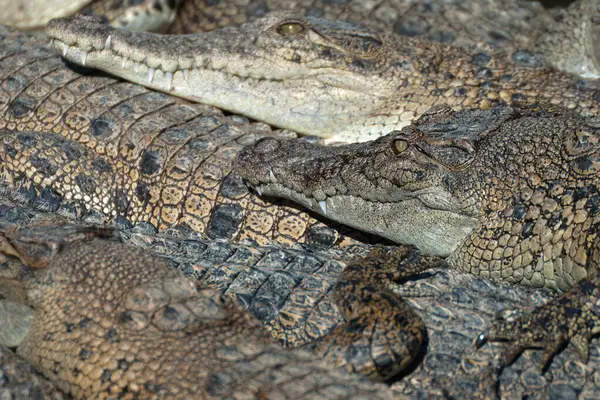 stock image Saltwater Crocodile farm, Queensland, Australia