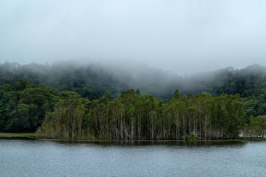 Cairns yakınlarındaki yağmur ormanları, Queensland, Avustralya