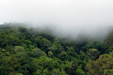 Cairns yakınlarındaki Sisli Yağmur Ormanları, Queensland, Avustralya