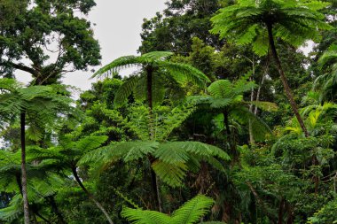 Cairns yakınlarındaki yağmur ormanları, Queensland, Avustralya