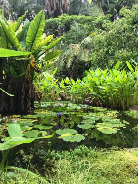 Tropikal Bahçe, Queensland, Avustralya