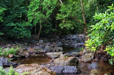 Yağmur Ormanı, Daintree Ulusal Parkı, Queensland, Avustralya