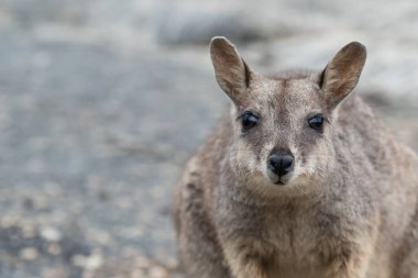 Mareeba Rock Wallaby, Avustralya