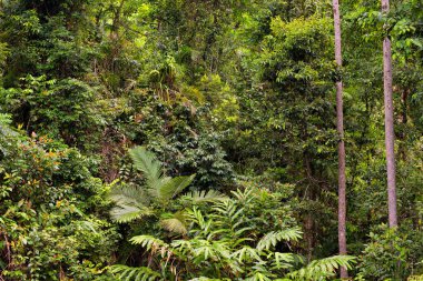 Avustralya 'nın Uzak Kuzey Queensland kentindeki yağmur ormanları geniş ve yoğun bir bitki örtüsü sergiliyor.
