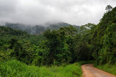 Yağmur ormanlarında yolculuk, Danbulla Yolu, Atherton Tabloları, Queensland, Avustralya
