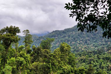 Yağmur Ormanları, Uzak Kuzey Queensland, Avustralya